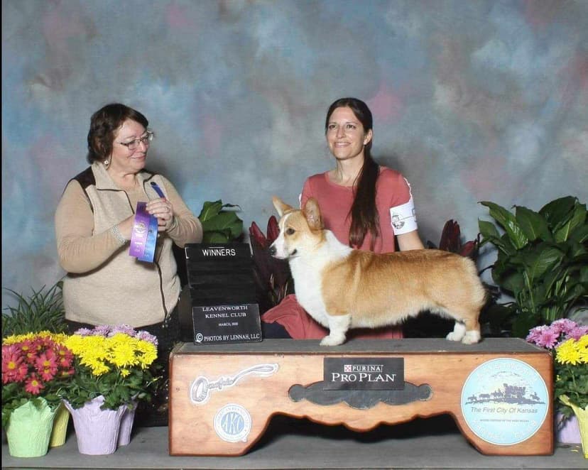 Dog Show Winner