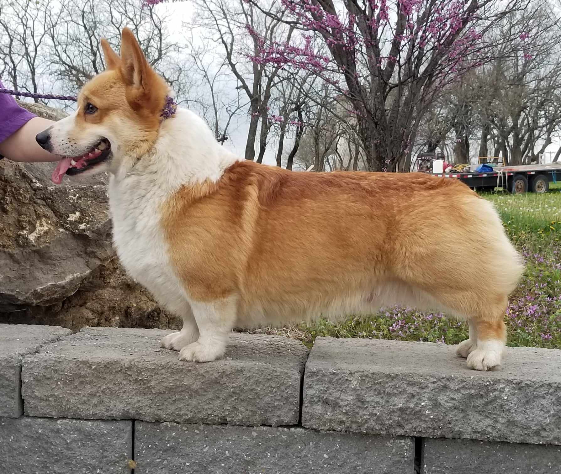 Beautiful Corgi - Laur's Classic Corgis