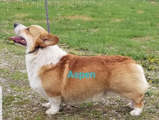 Aspen - Dog - Photo 2